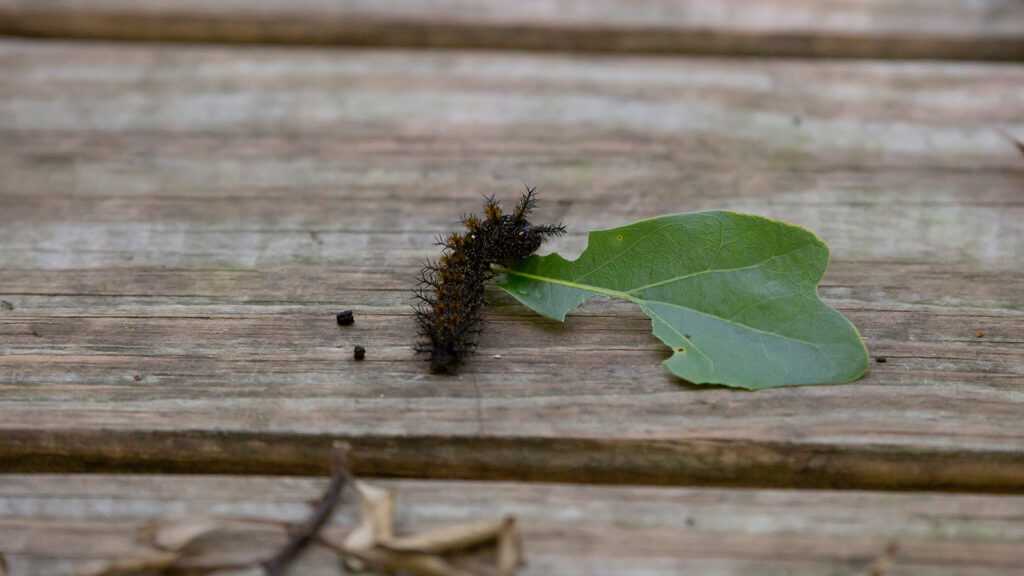 Buck moth caterpillar on a wooden board