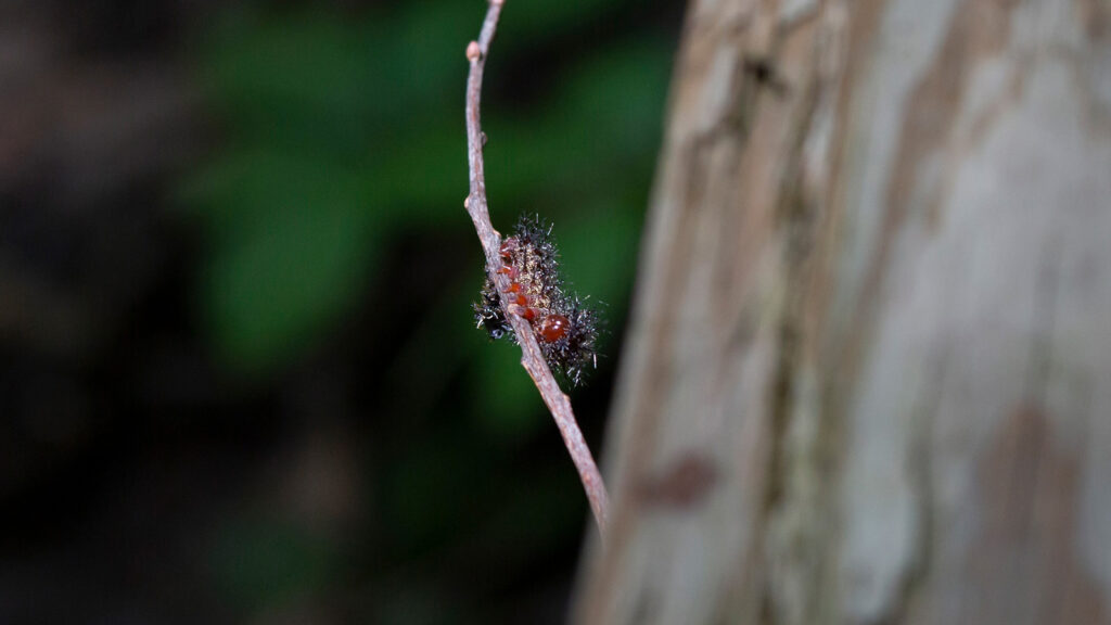 Buck moth caterpillar crawling on a twig