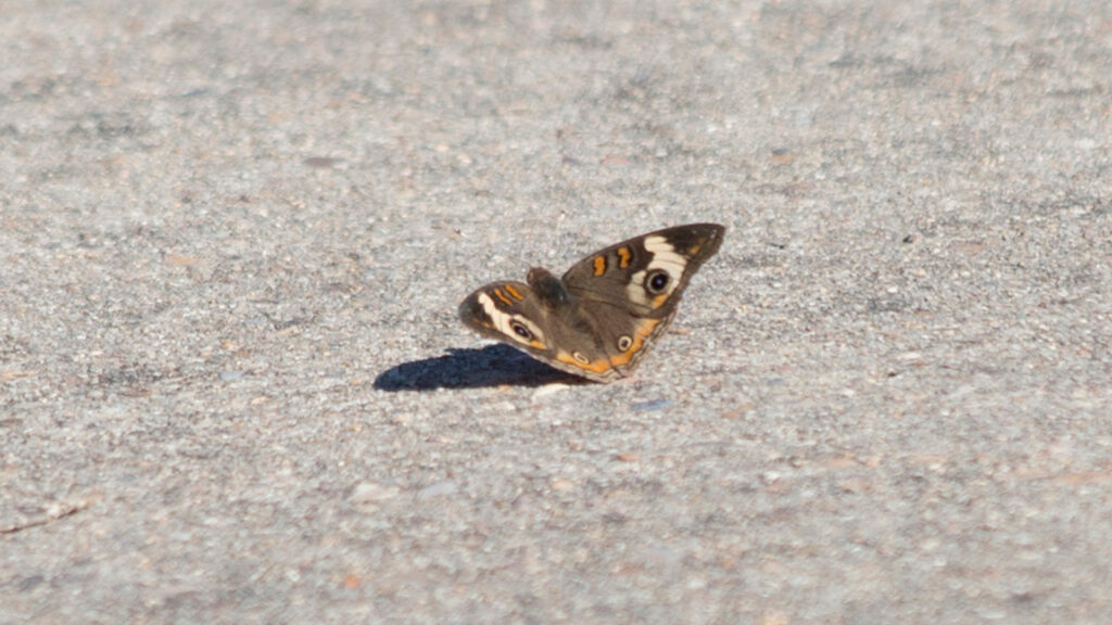 Common buckeye butterfly on the cement ground