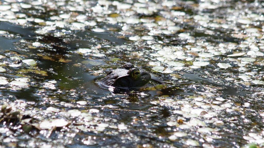 Bronze frog popping out of the top of the water