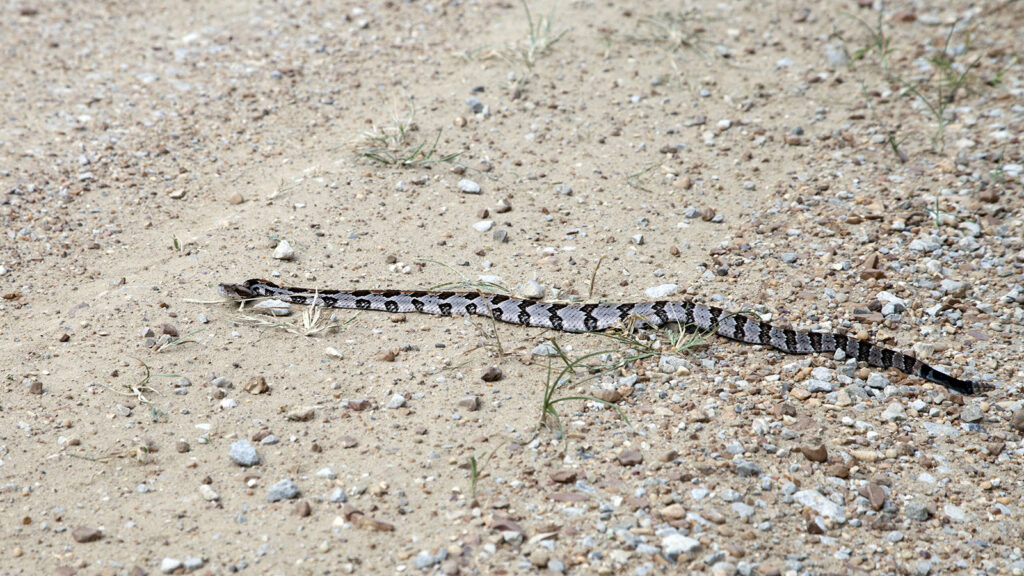 Young canebrake rattlesnake crossing a dirt road