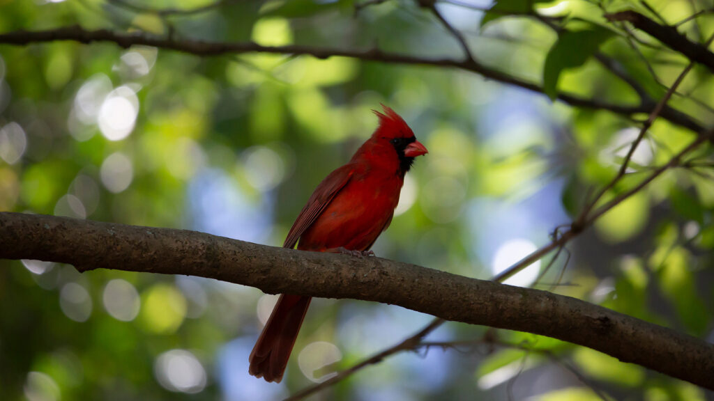 Male cardinal with his territorial crest displayed as he perches on a tree limb