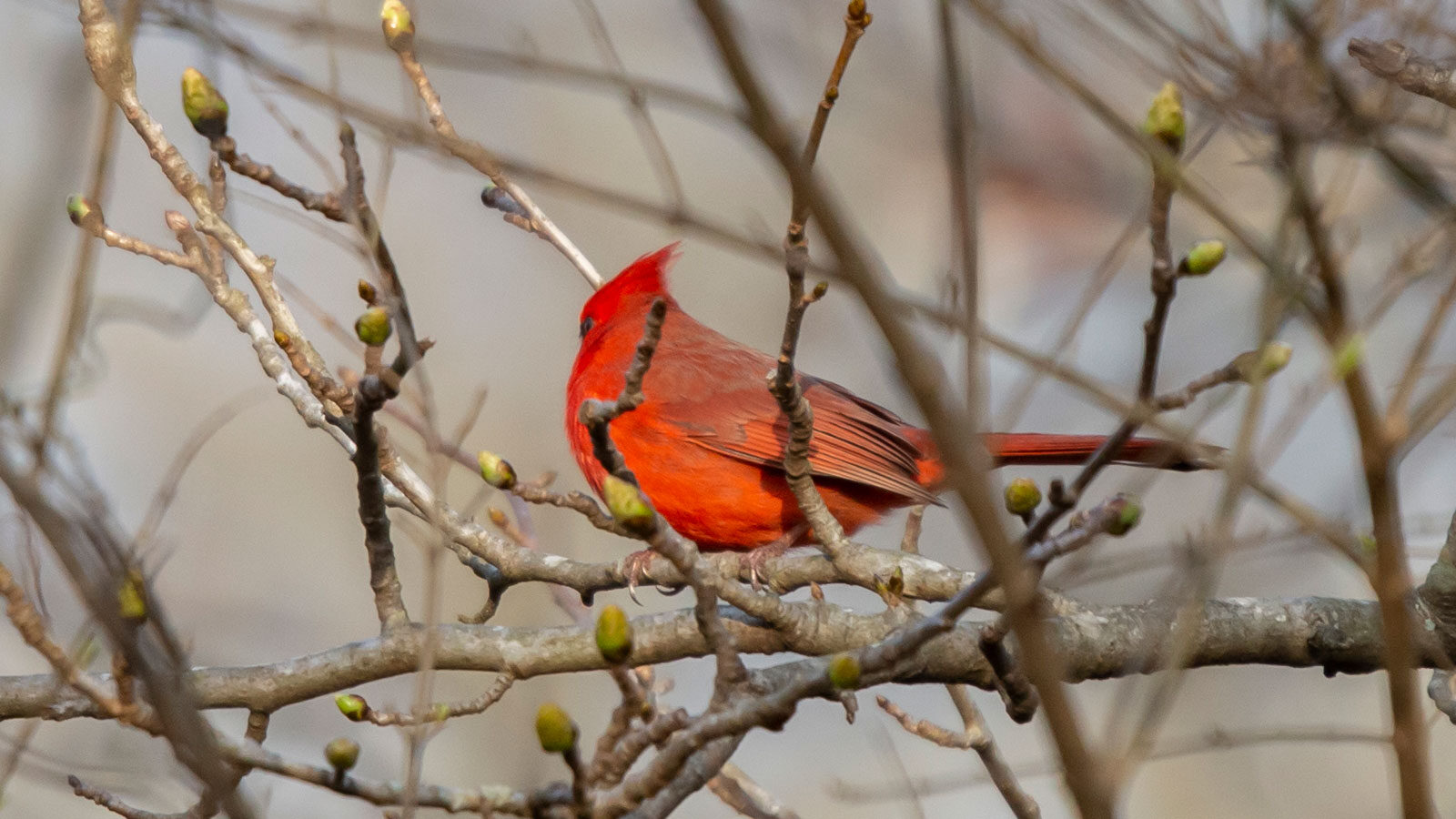 Male cardinal on a tree that is beginning to bloom again after winter
