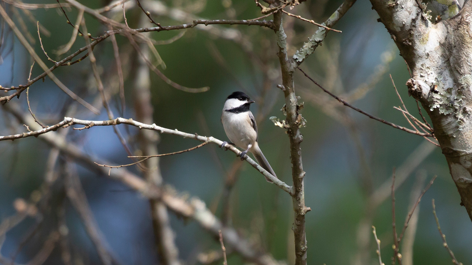 Carolina chickadee looking out from a tree branch
