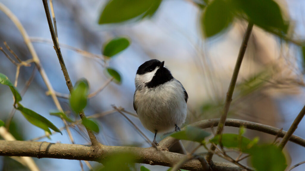 Carolina chickadee looking out from its perch on a bush branch