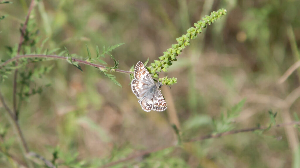 Checkered skipper on a green weed