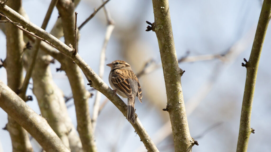 Chipping sparrow perched on a branch