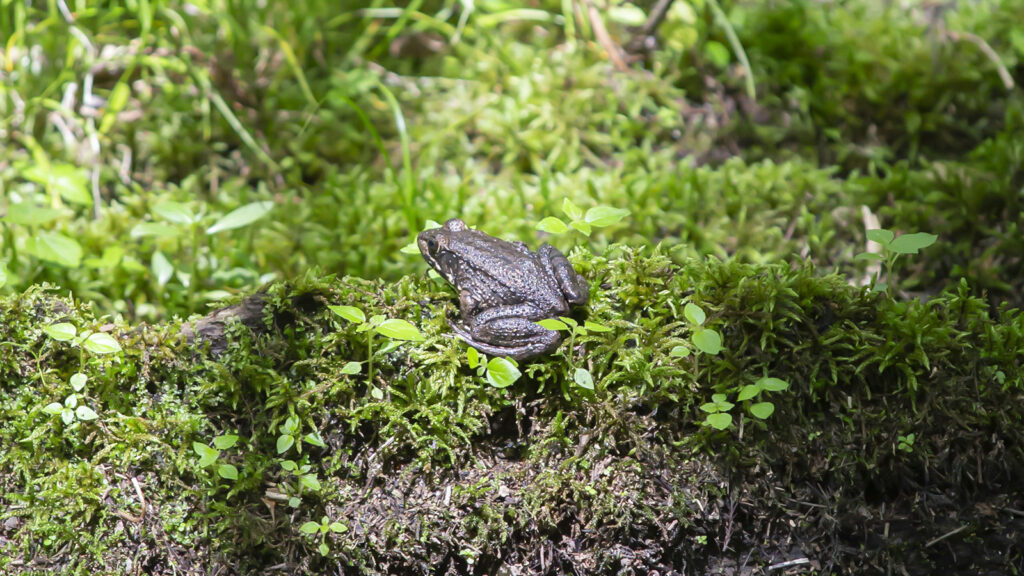 North Louisiana Amphibians: Green, or bronze, frog on a mossy bank