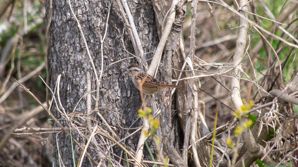 Adult swamp sparrow perched on a vine