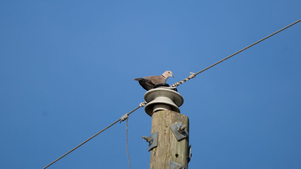 Eurasian collared-dove on a power line