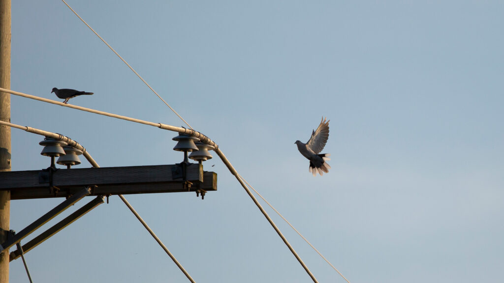 Eurasian collared-dove landing on power line with other Eurasian doves