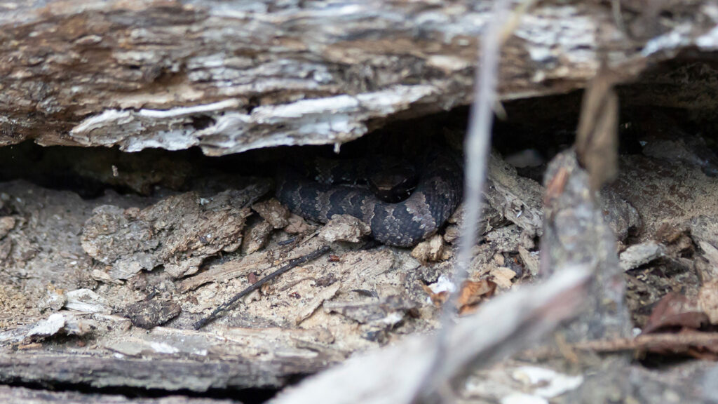 Juvenile cottonmouth hiding in the shade of a broken log