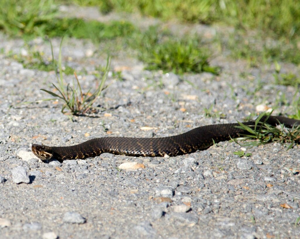 Adult cottonmouth slithering across a gravel road