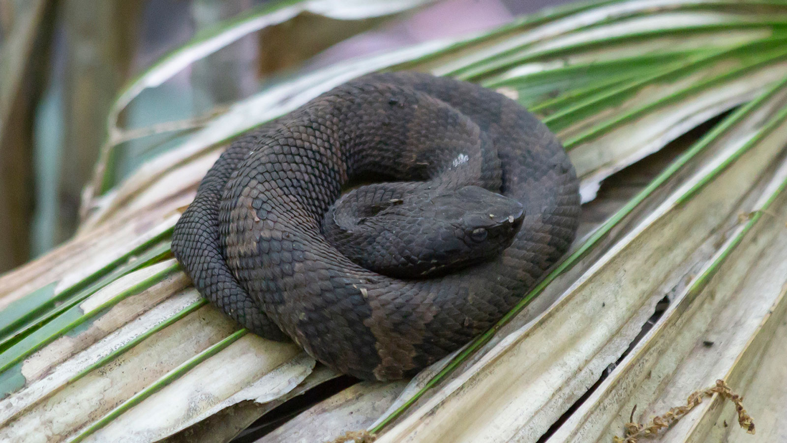Young cottonmouth on a palmetto frond
