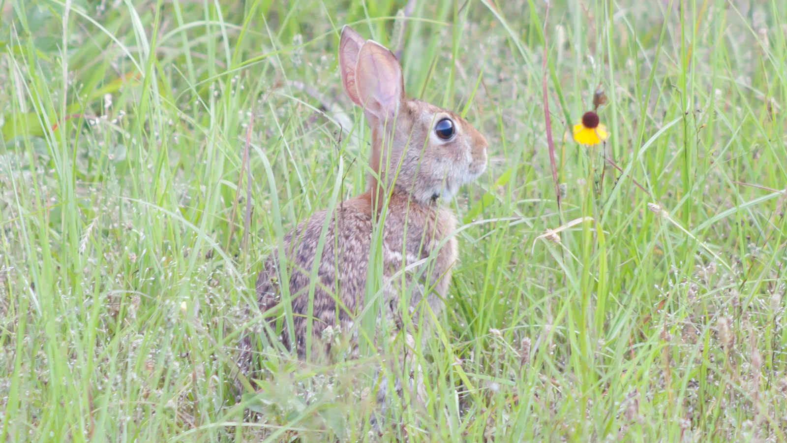 Eastern cottontail rabbit in tall grass