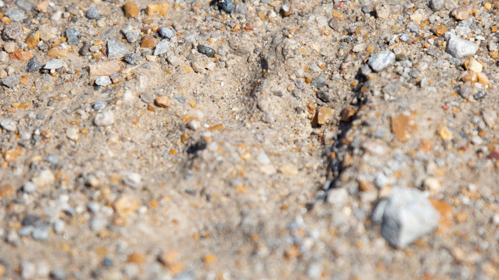 Coyote track in dirt