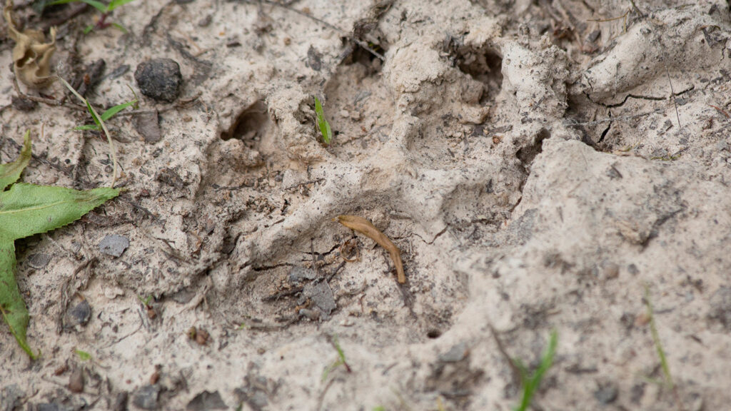 Coyote track in dried mud