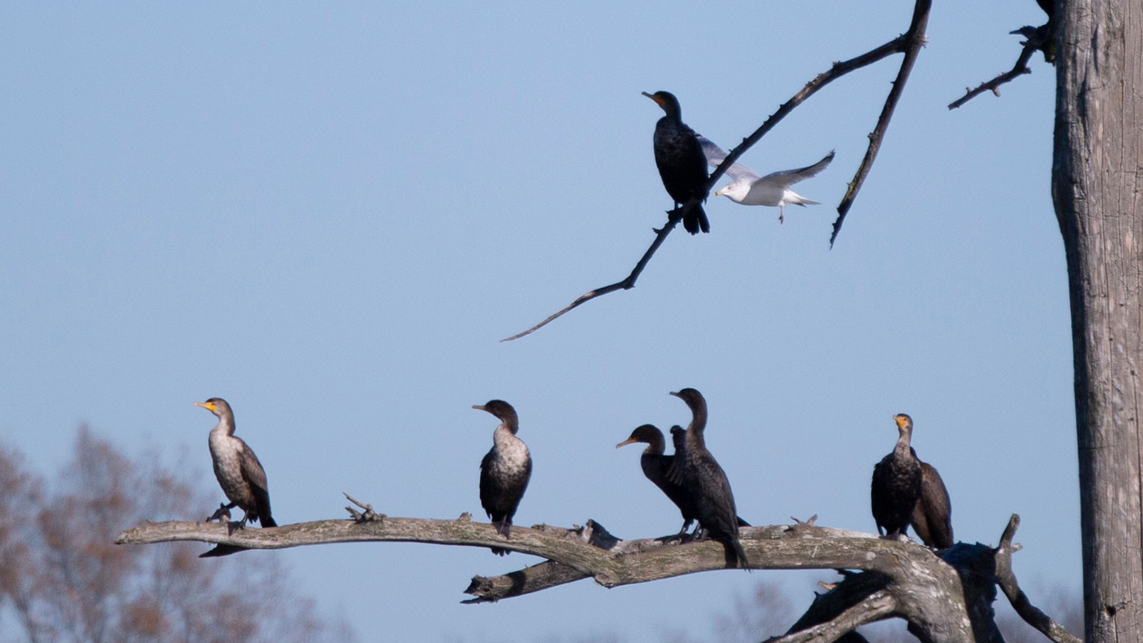 Adult and immature double-crested cormorants on a tree as a ring-billed gull flies by