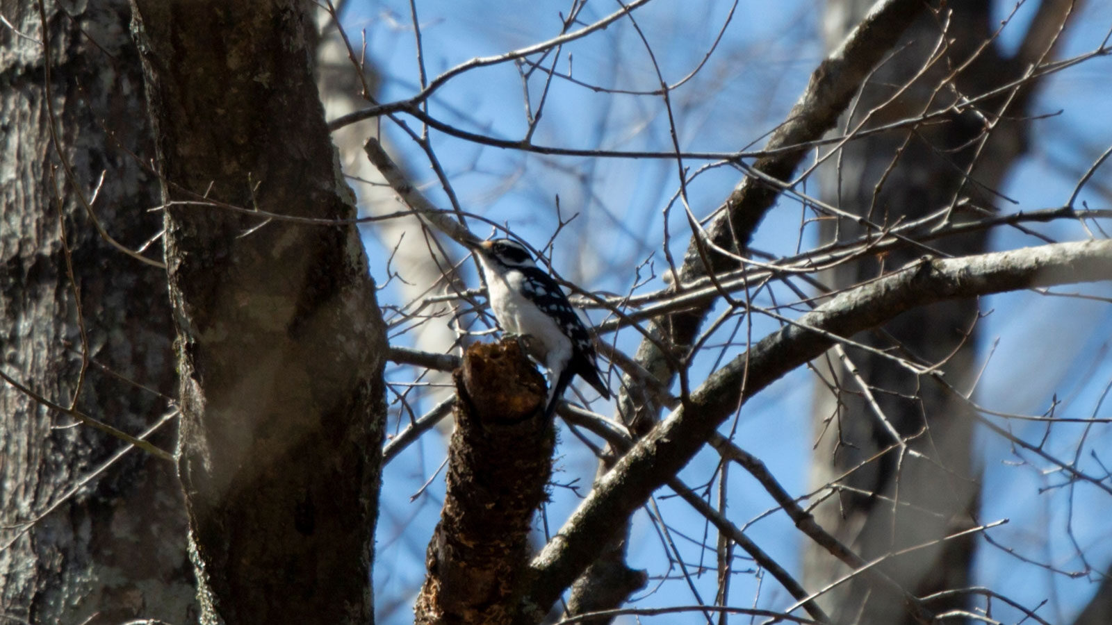 Female downy woodpecker perched on the top of a dying, broken tree branch