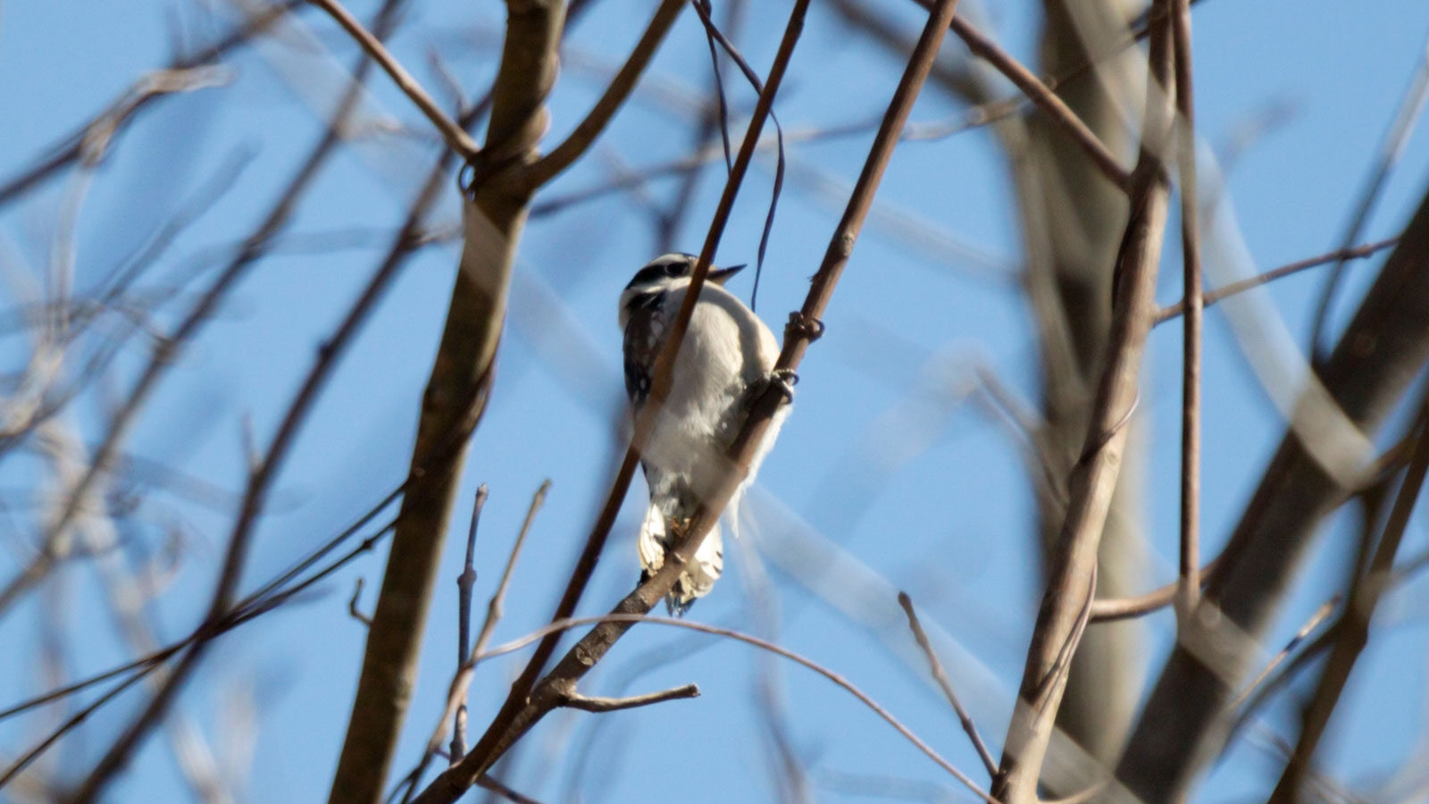 Downy woodpecker foraging on a thin limb