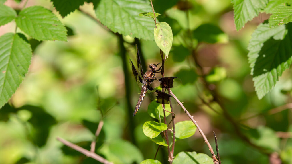 Female common whitetail dragonfly perched on the vine of a green and brown weed