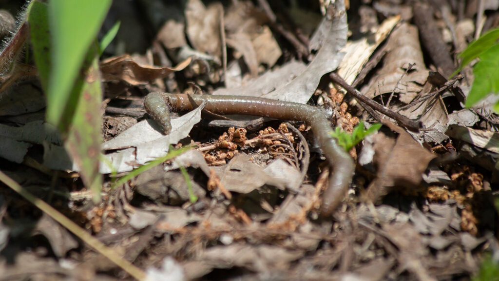 Earthworm foraging on a dead, dried leaf