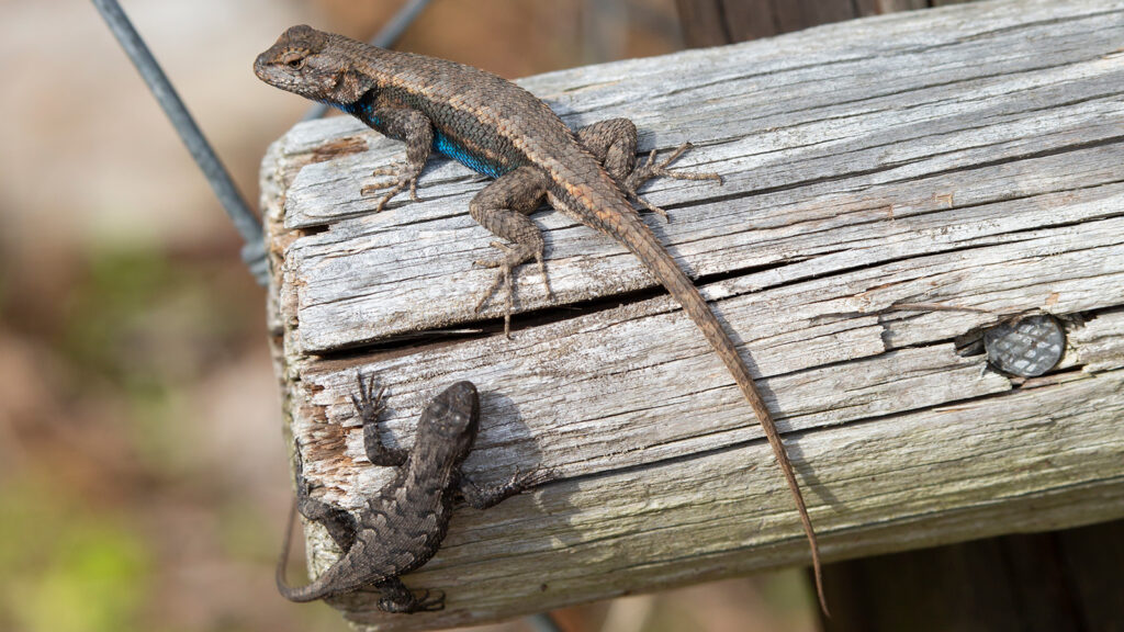 Pair of eastern fence lizards on a wooden perch