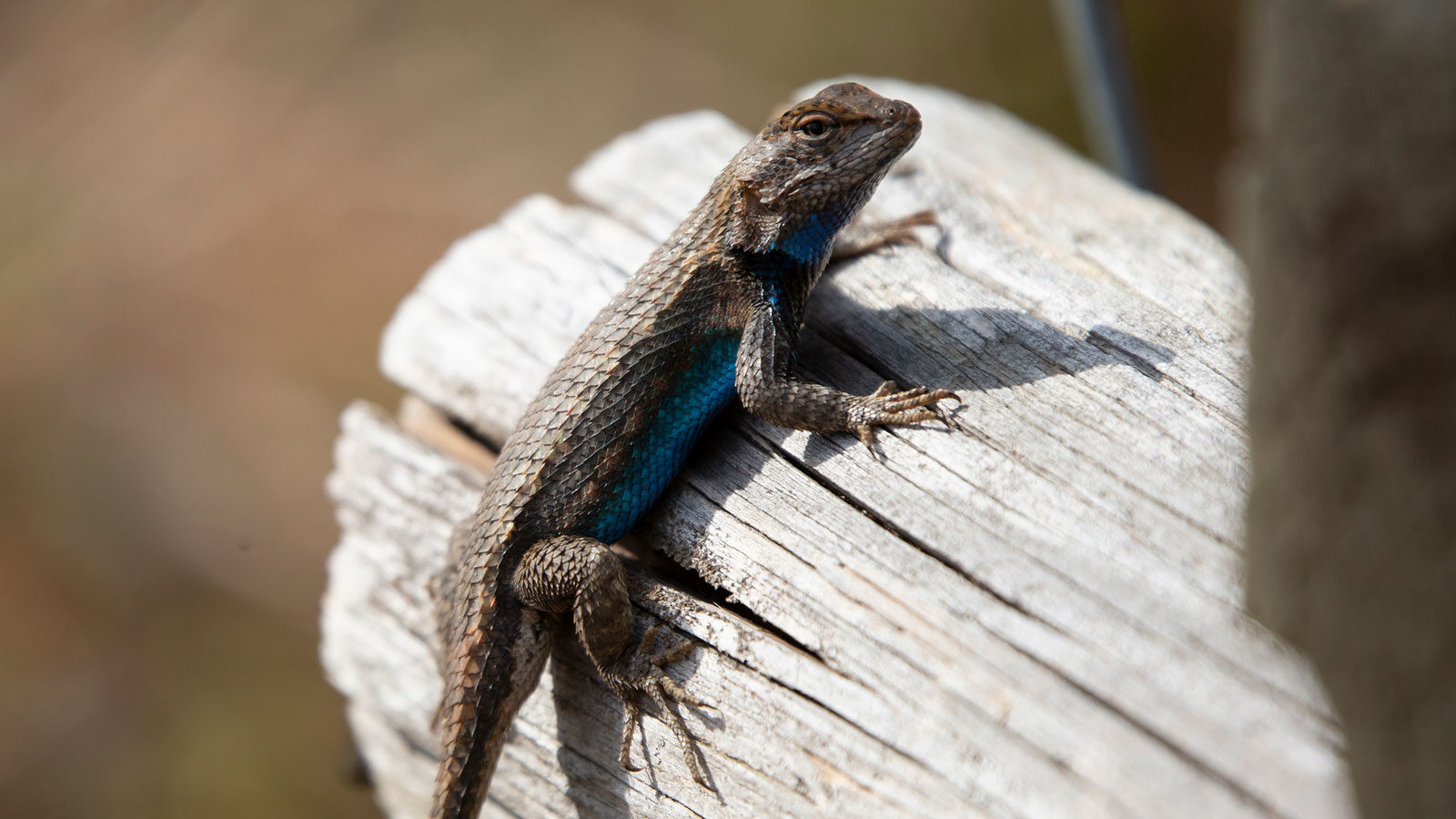 Large male eastern fence lizard looking around from his perch on a wooden plank