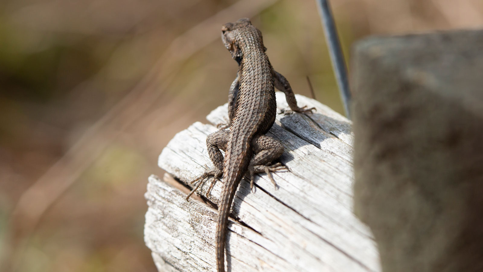 Eastern fence lizard looking around from its wooden perch