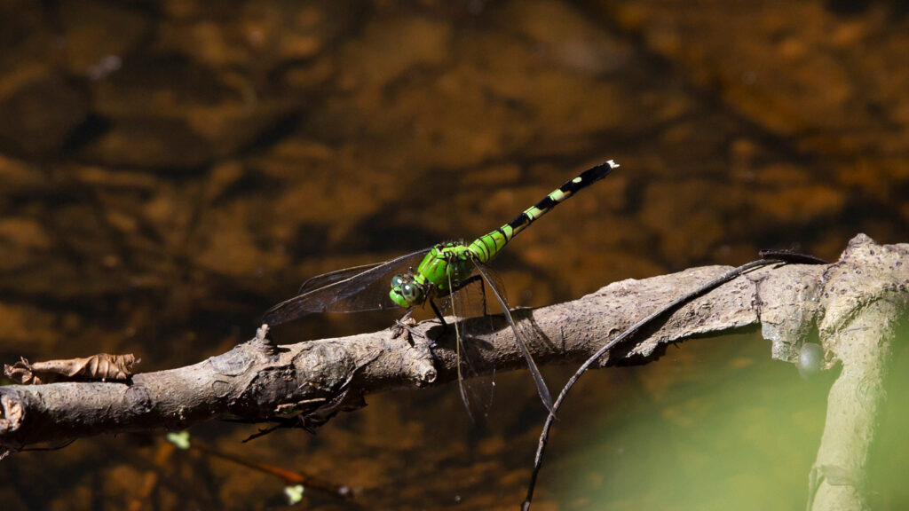 Mature female pondhawk dragonfly on a limb