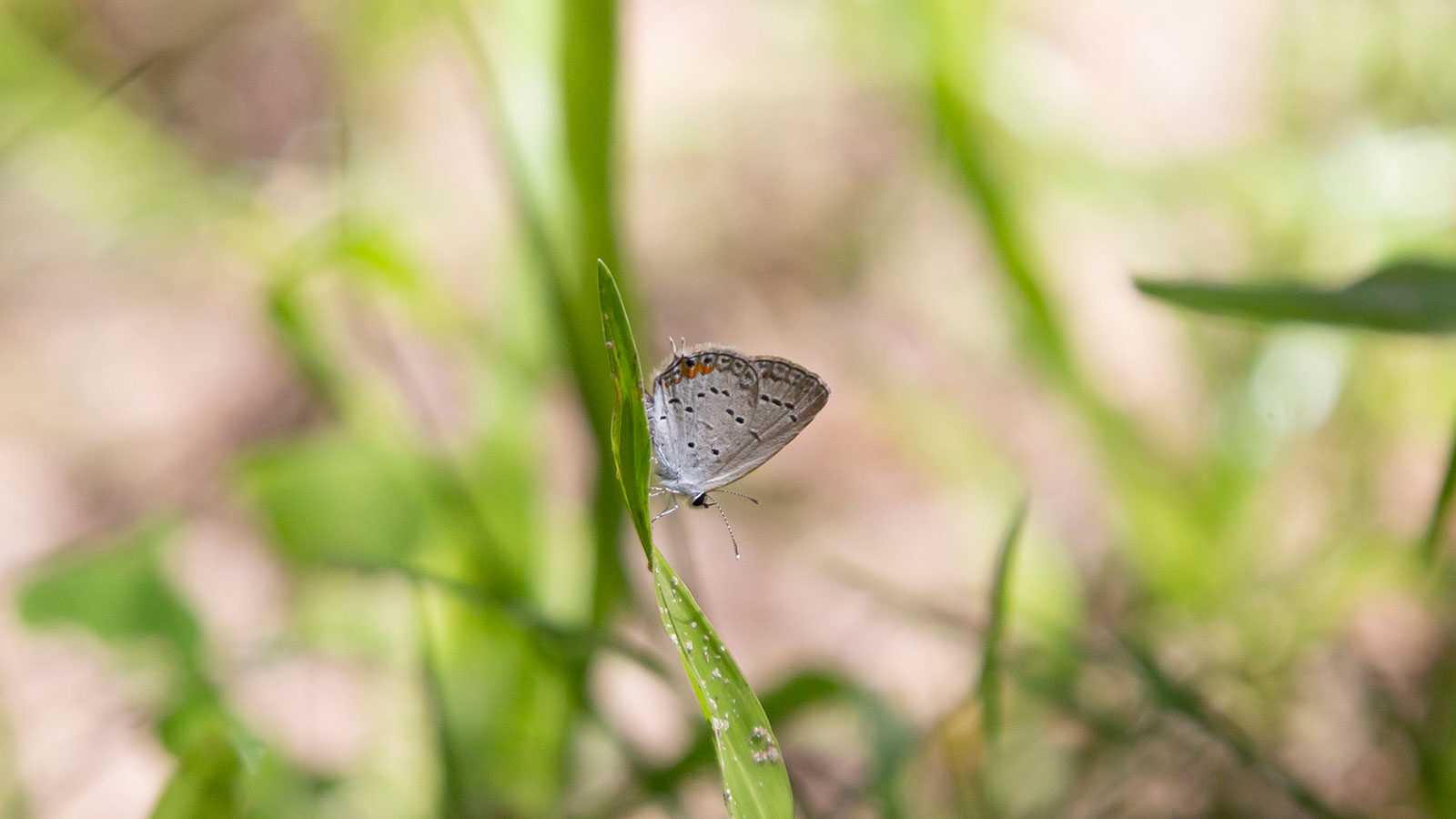 Eastern tailed-blue butterfly on a green blade of grass