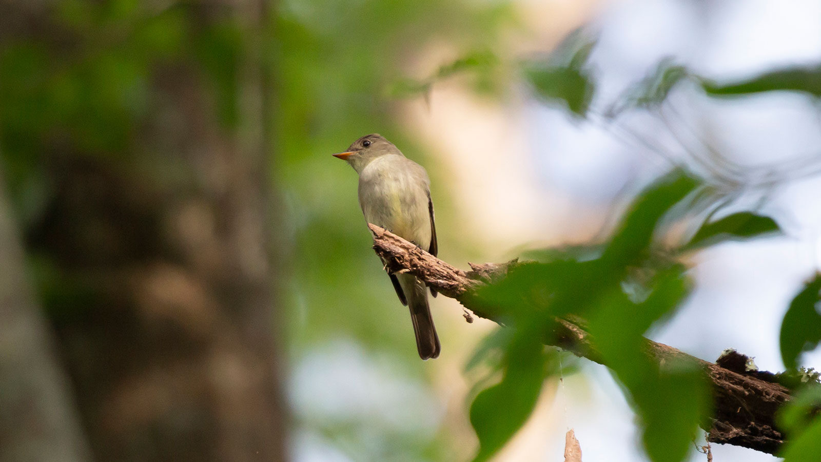 Eastern wood-pewee standing on the end of a branch