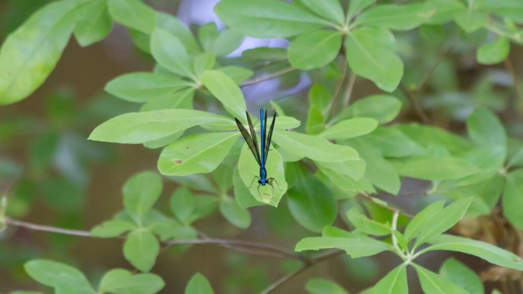 Male ebony jewelwing on a green leaf over water