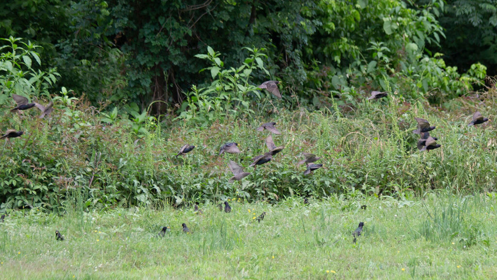 Flock of European starlings flying low