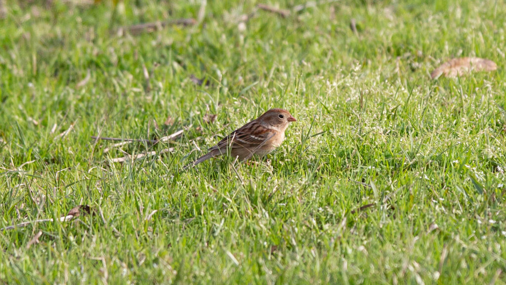 Field sparrow on a lawn