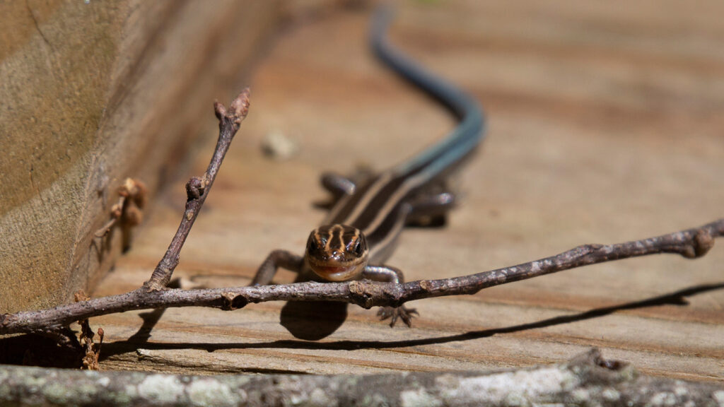 Immature five-lined skink in a threat pose a wooden walkway