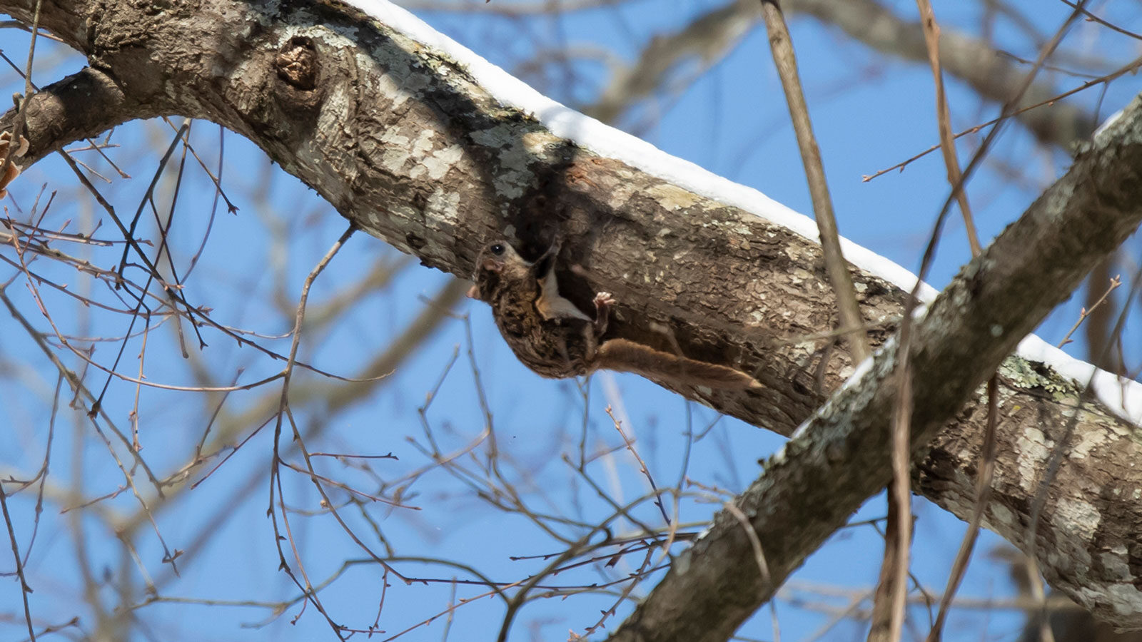 Flying squirrel hanging on to the bottom of a tree limb