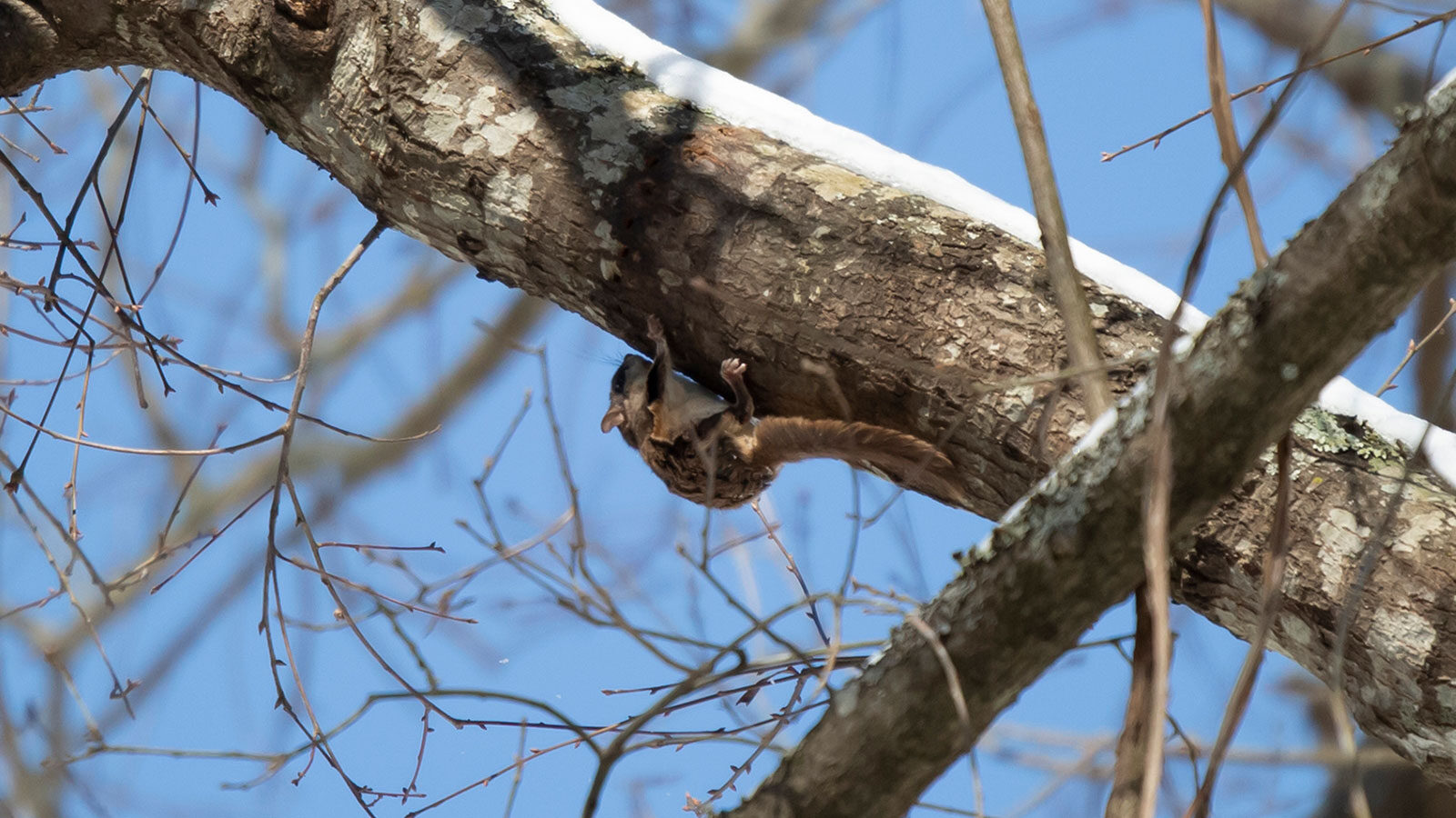 Flying squirrel hanging on the bottom of a tree limb