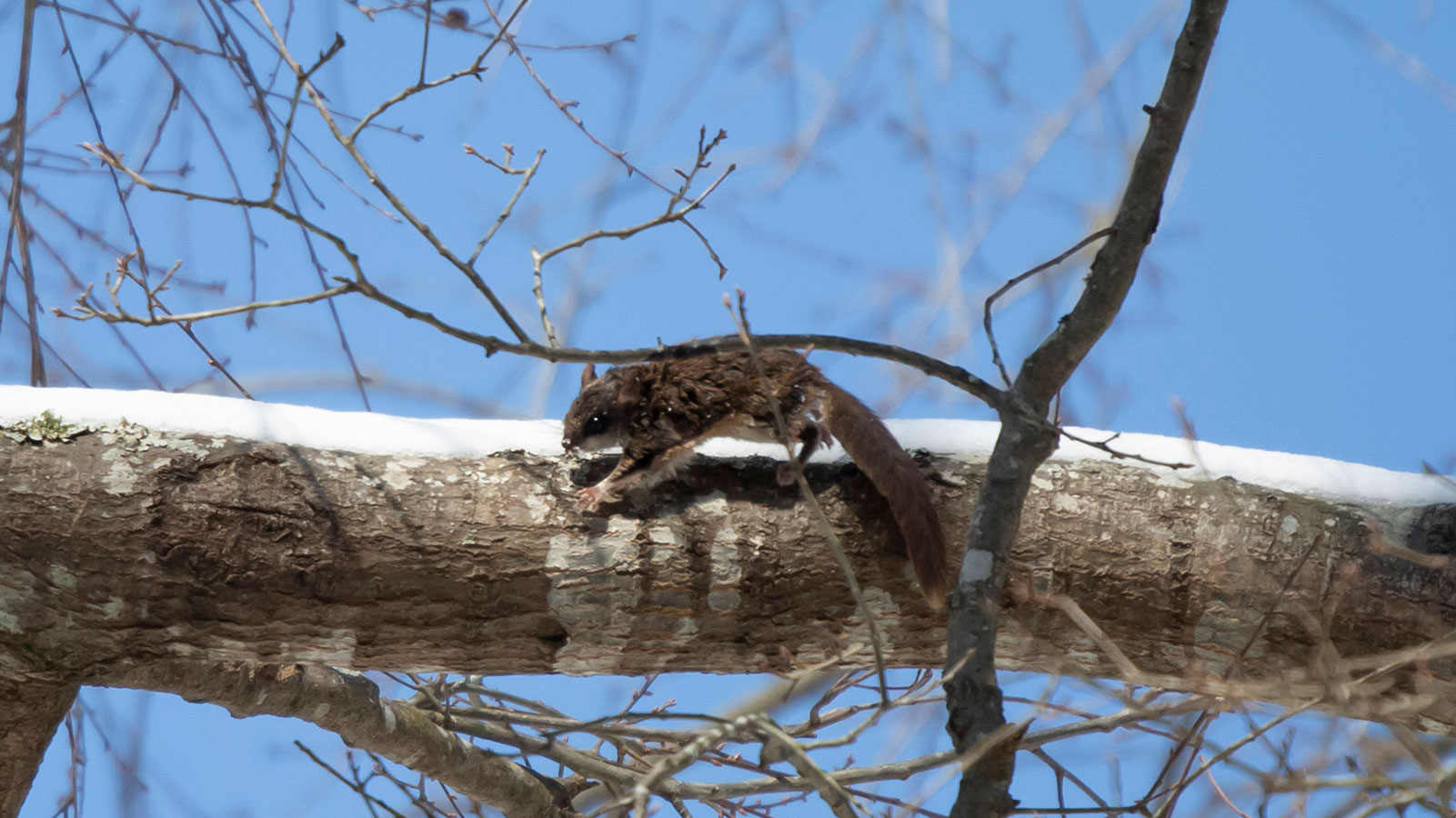 Flying squirrel jumping along a snow-covered limb
