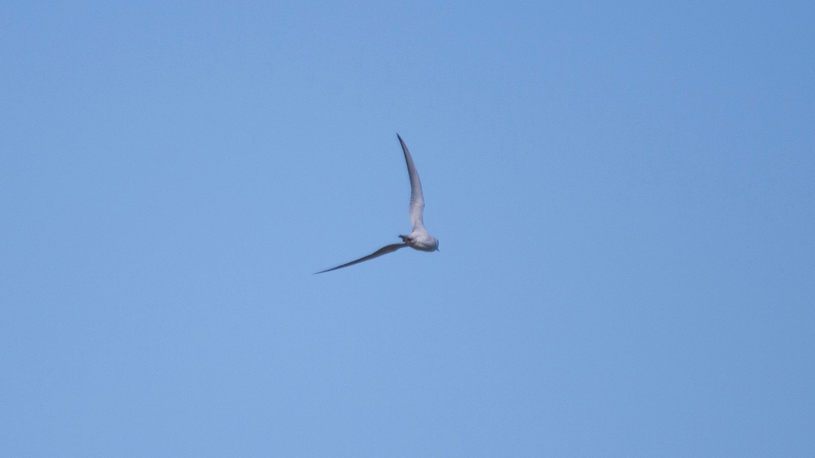 Forster's tern flying away through a blue sky