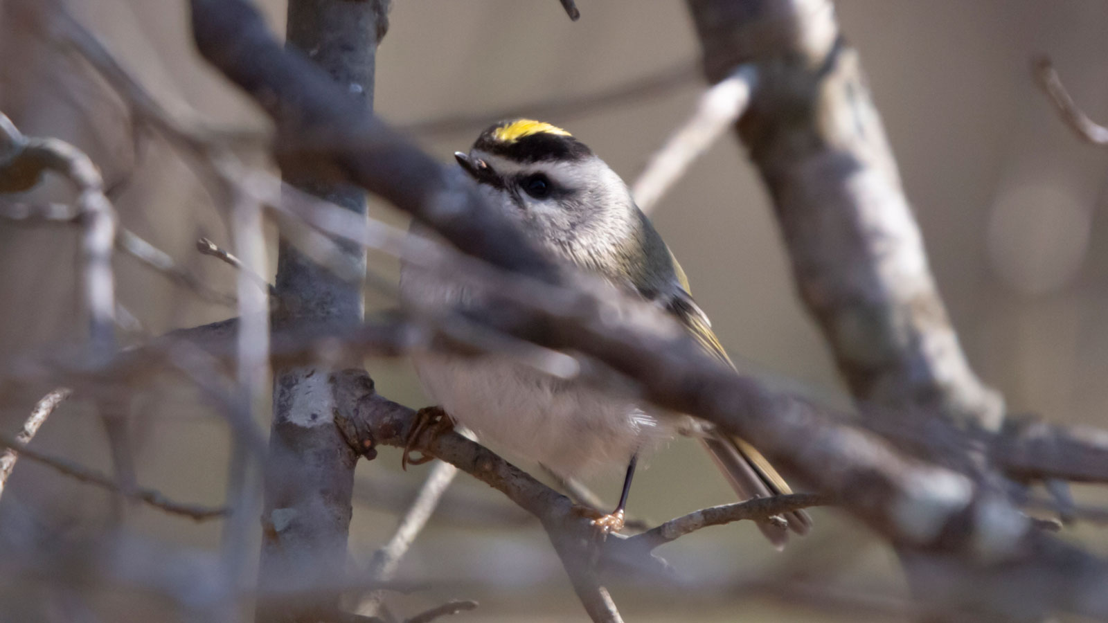 Golden-crowned kinglet hidden behind the bramble of bare branches