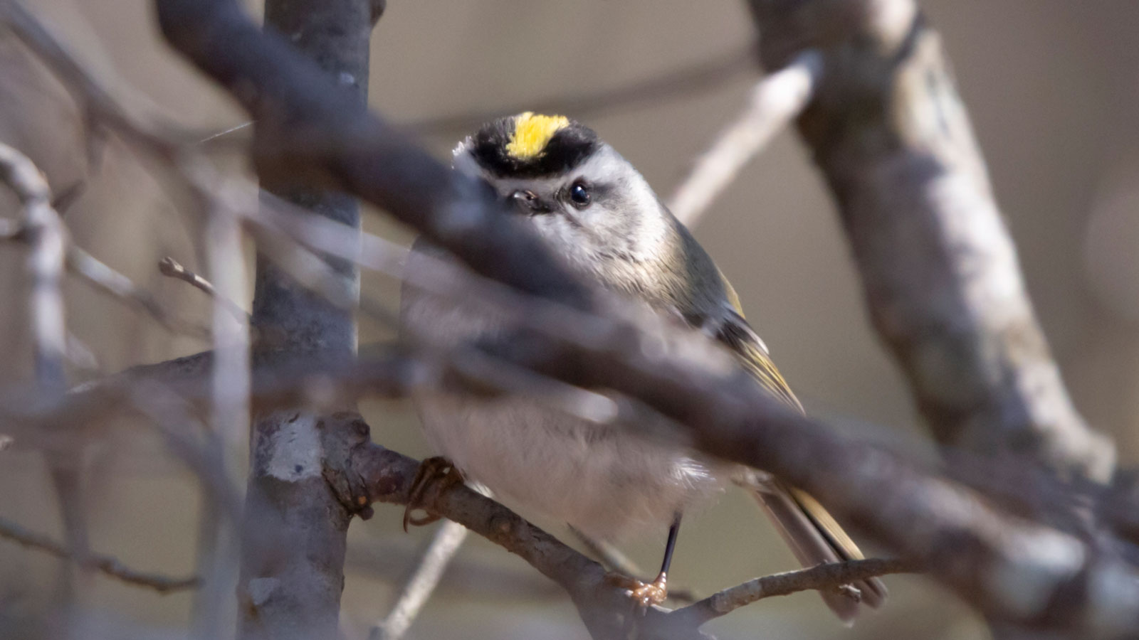 Golden-crowned kinglet looking out from its hiding spot behind the bramble of bare branches
