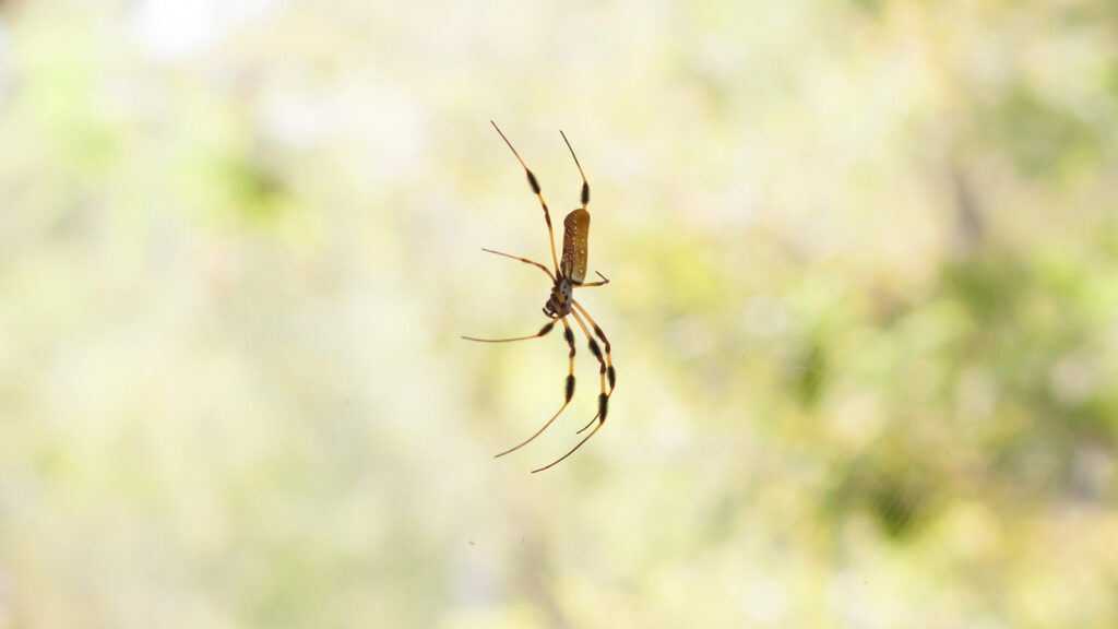 Black-legged Golden Silk Orb-web spider