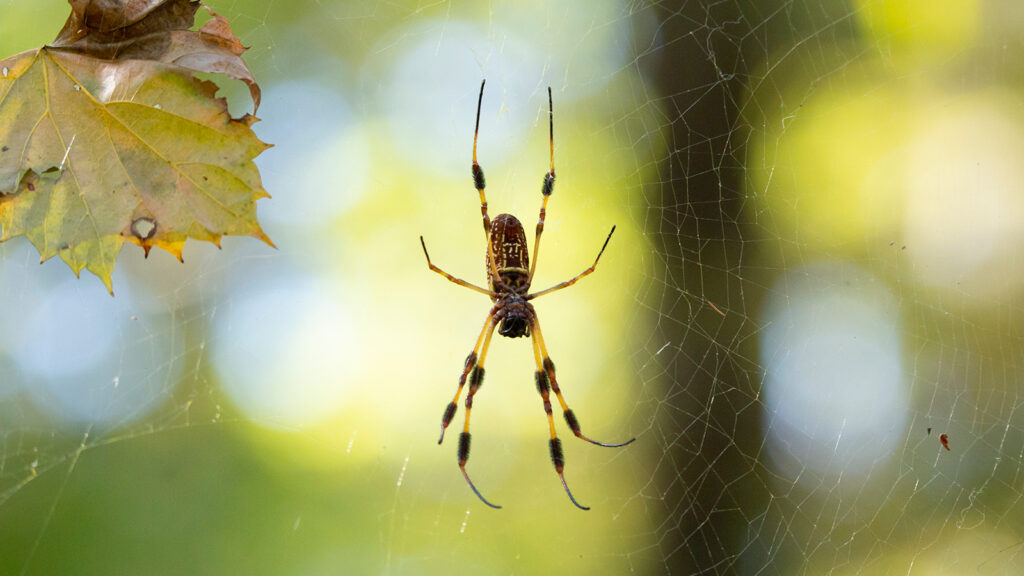 Golden silk spider on its web