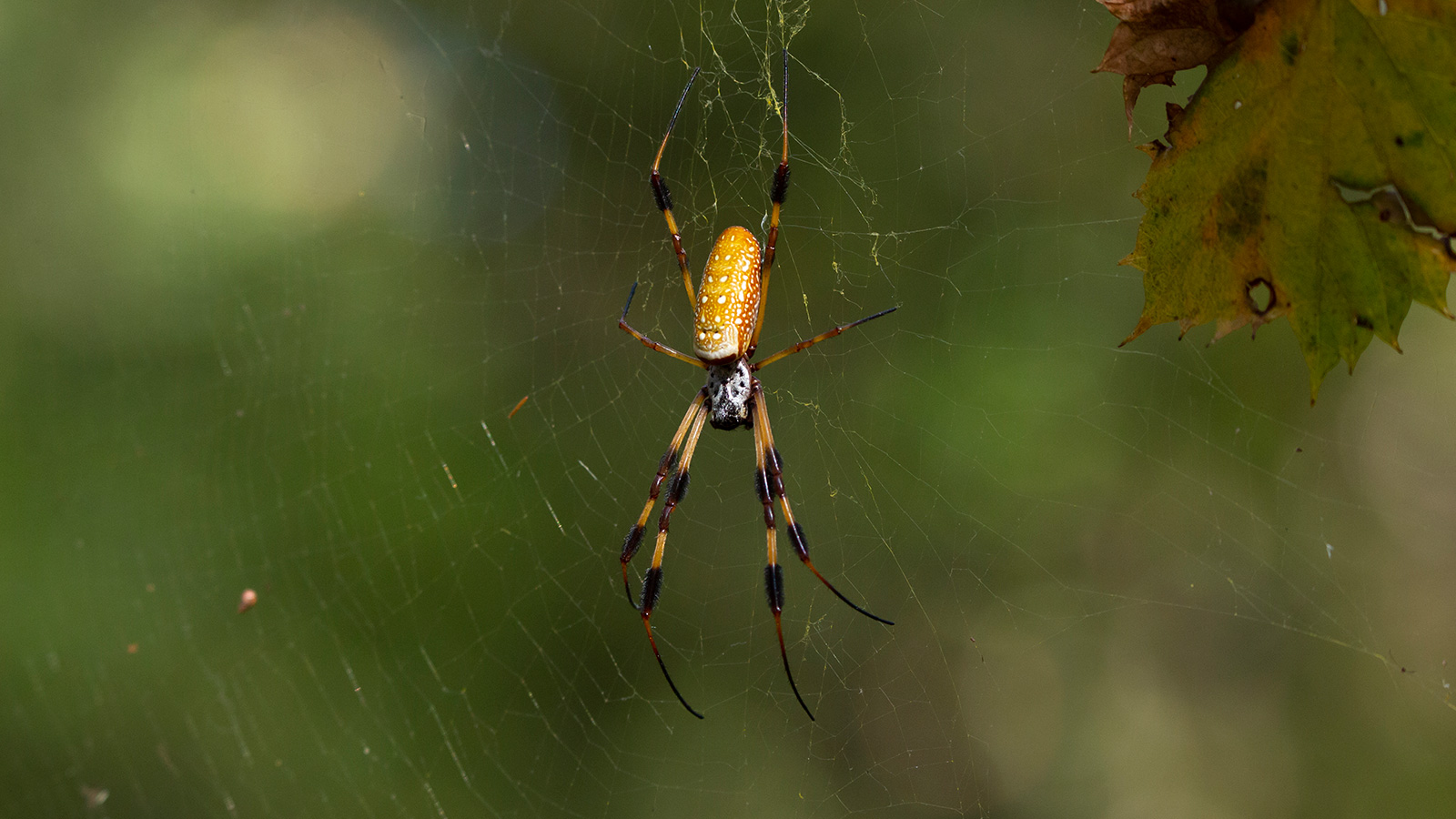 Golden silk spider on its web