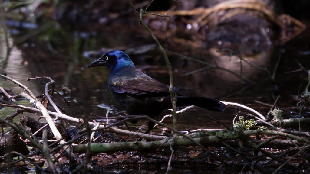 Common grackle at the edge of shallow water