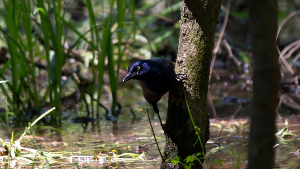 Common grackle foraging off the side of a this tree near shallow swamp water