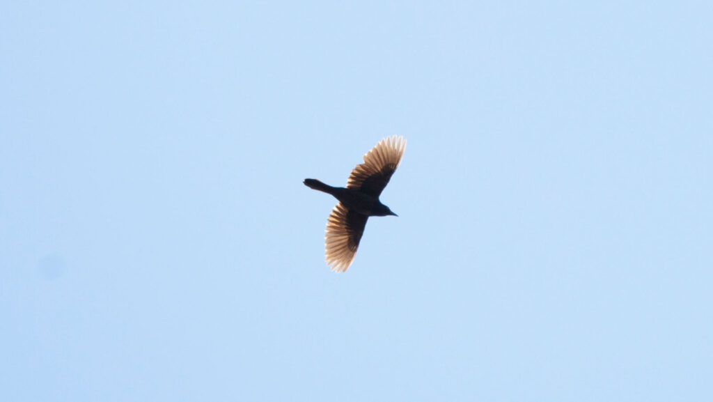 Common grackle soaring through the sky