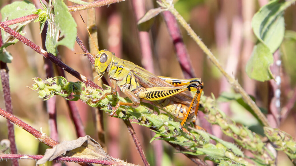 Differential grasshopper on red twigs of a green plant