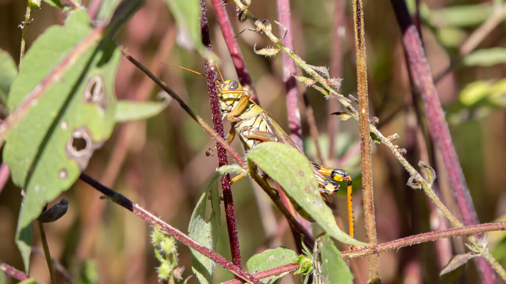 Differential grasshopper on red twigs of a green plant